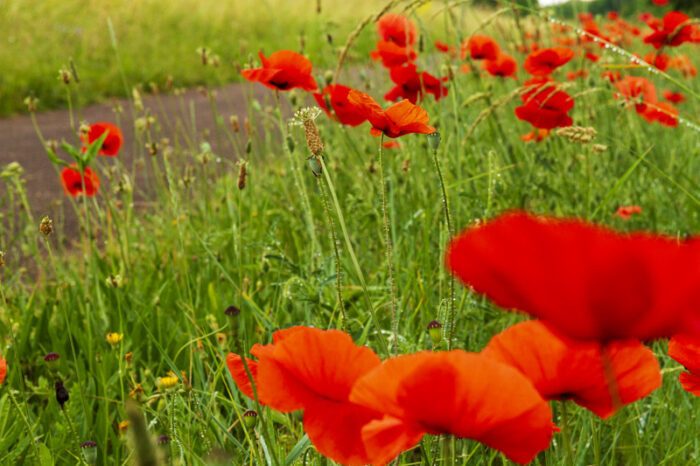 Coquelicots