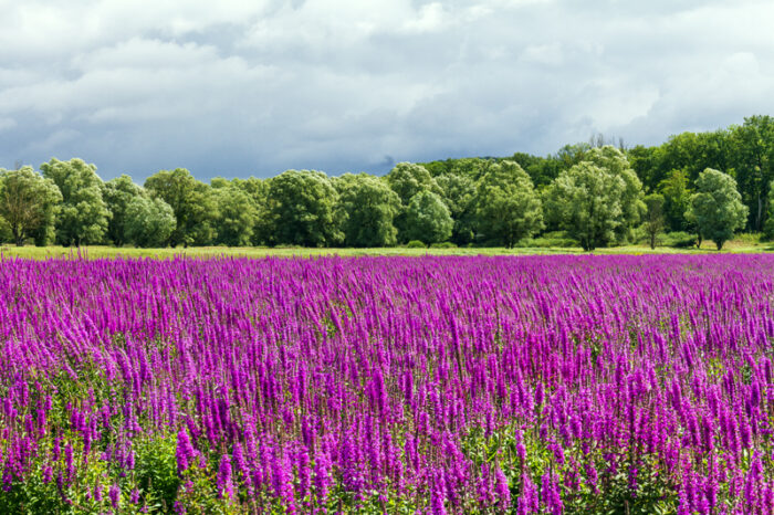 Champ de fleurs