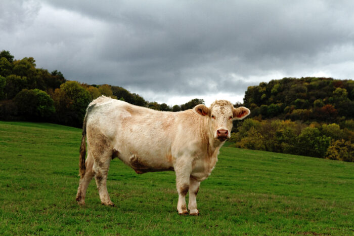 Vache